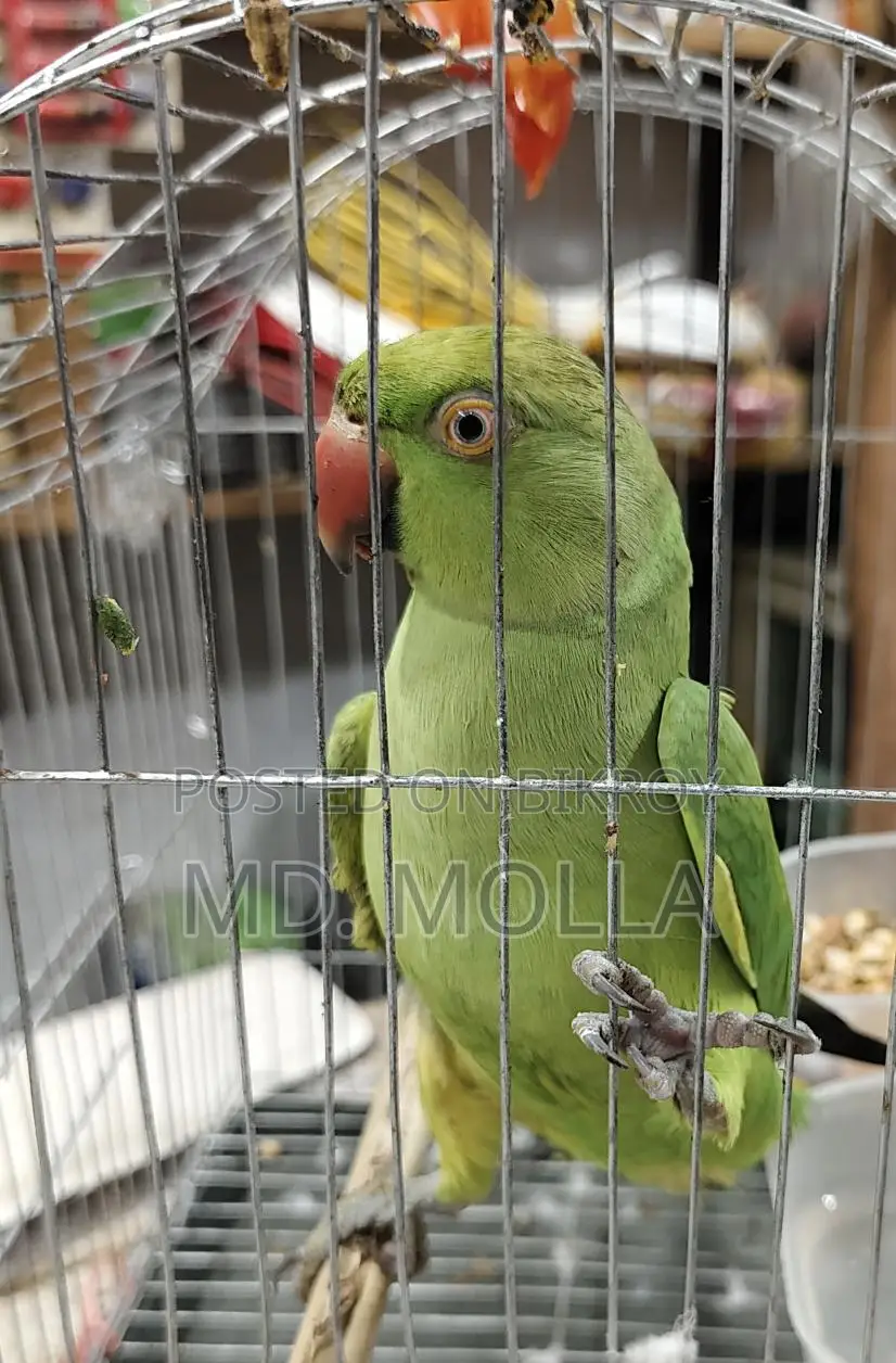 Parrot for sale