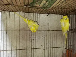 JP Budgie