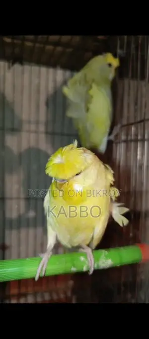 Jp বাজরিকা