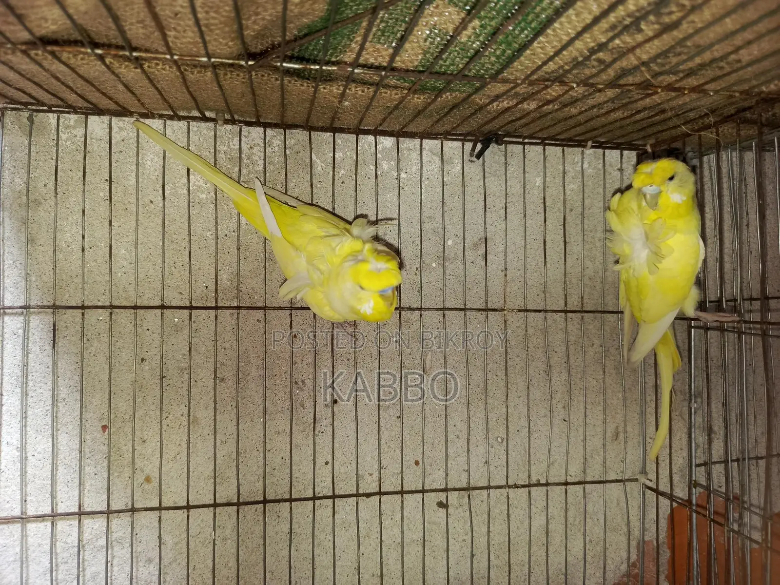 Jp বাজরিকা