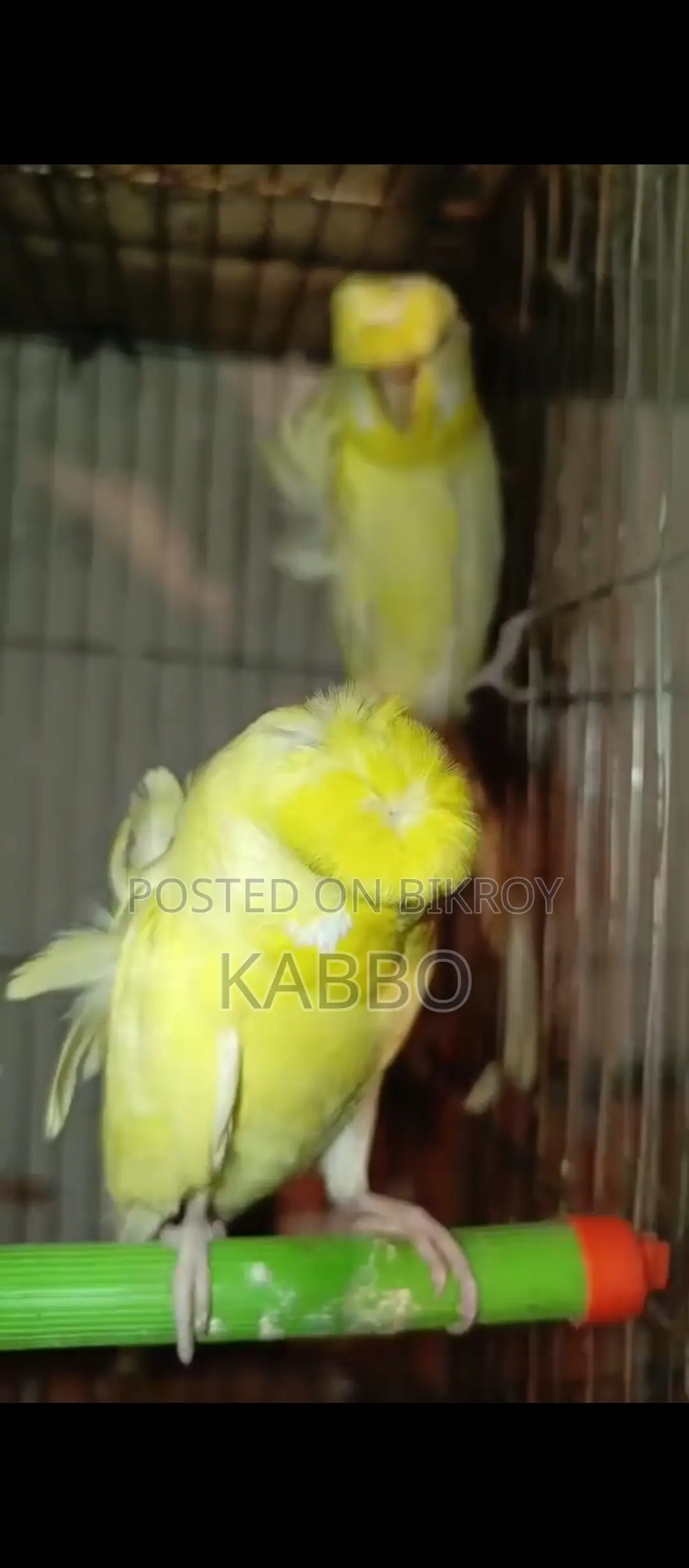 Jp বাজরিকা