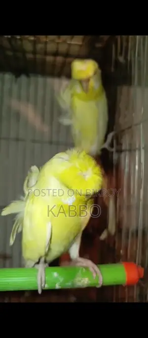 Jp বাজরিকা