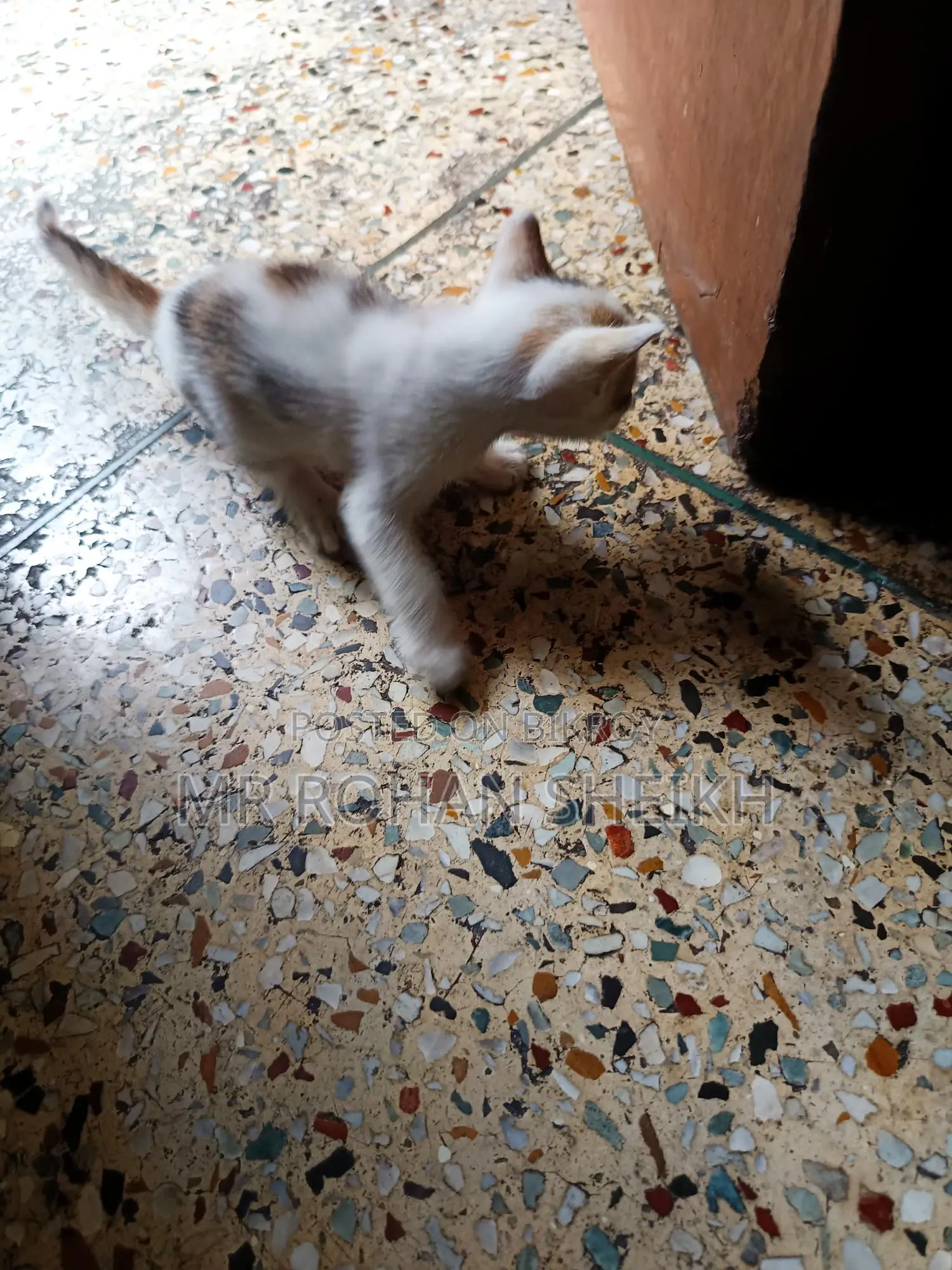 পোষা বিড়াল