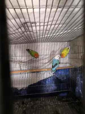 Lovebird Birds