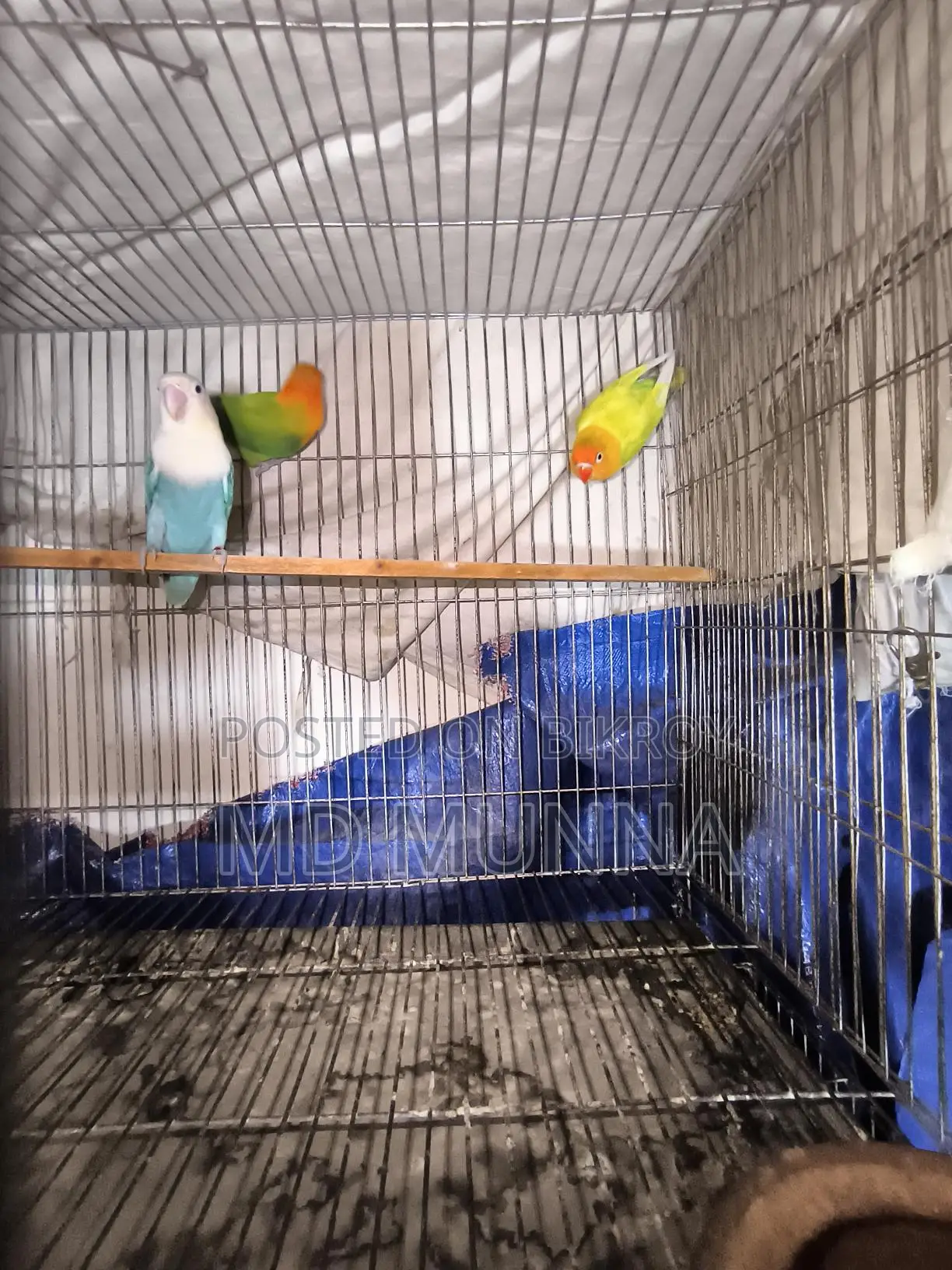 Lovebird Birds