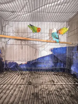 Lovebird Birds