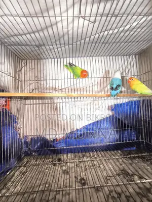 Lovebird Birds
