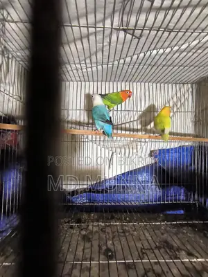 Lovebird Birds
