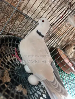 ঘুঘু পাখি