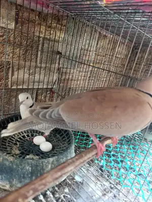 Dove Birds