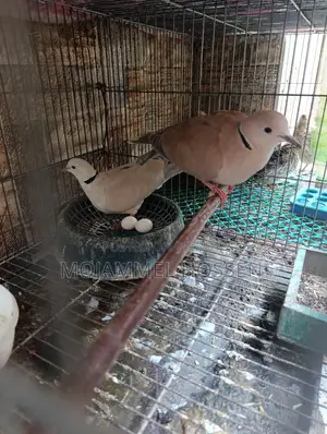 ঘুঘু পাখি