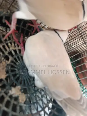 ঘুঘু পাখি