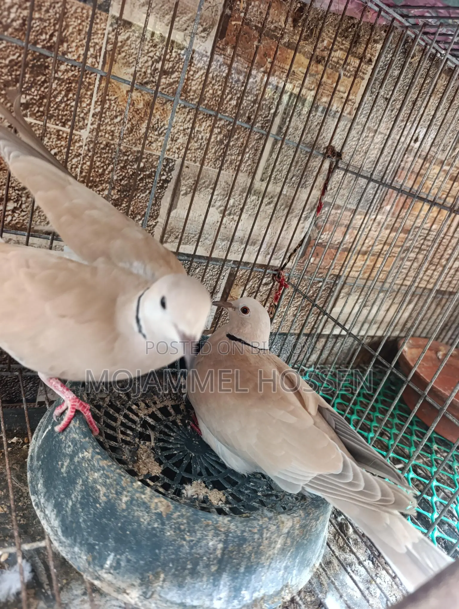 ঘুঘু পাখি