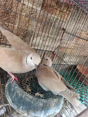 ঘুঘু পাখি