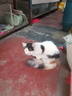 পাশিয়ান মিক্সিং বিড়াল