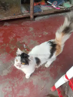 পাশিয়ান মিক্সিং বিড়াল