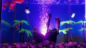 Aquarium for Sale