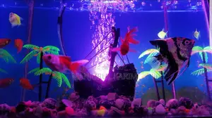 Aquarium for Sale
