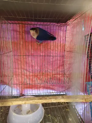 Healthy Male Lovebird