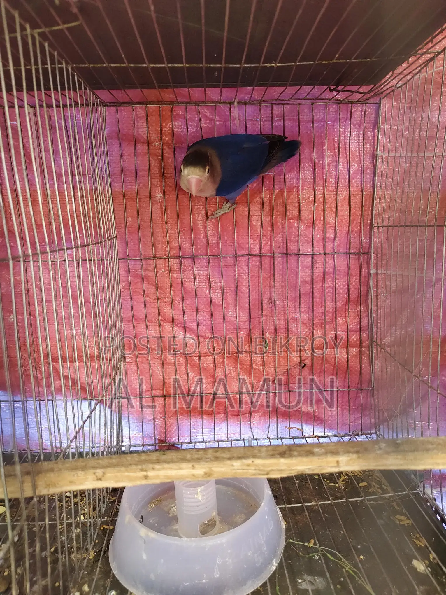 Healthy Male Lovebird