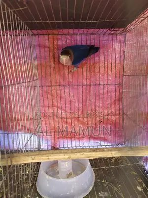 Healthy Male Lovebird