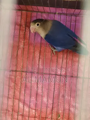 Healthy Male Lovebird