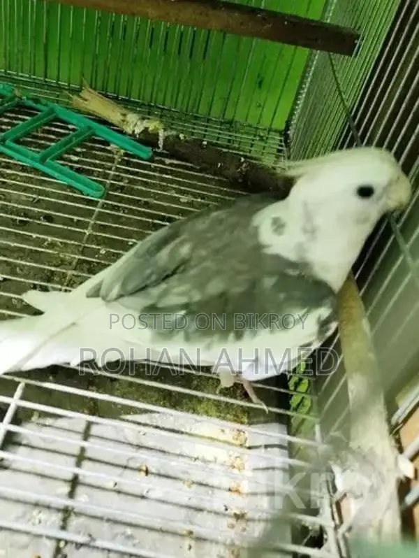 Cocktail Bird