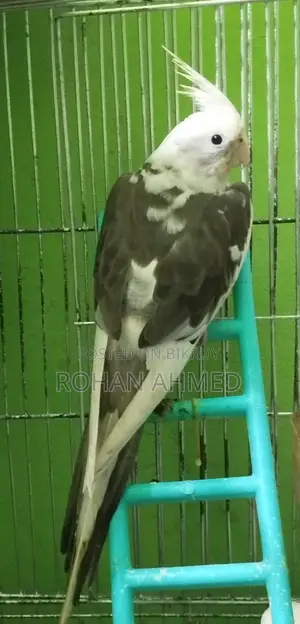 Cocktail Bird