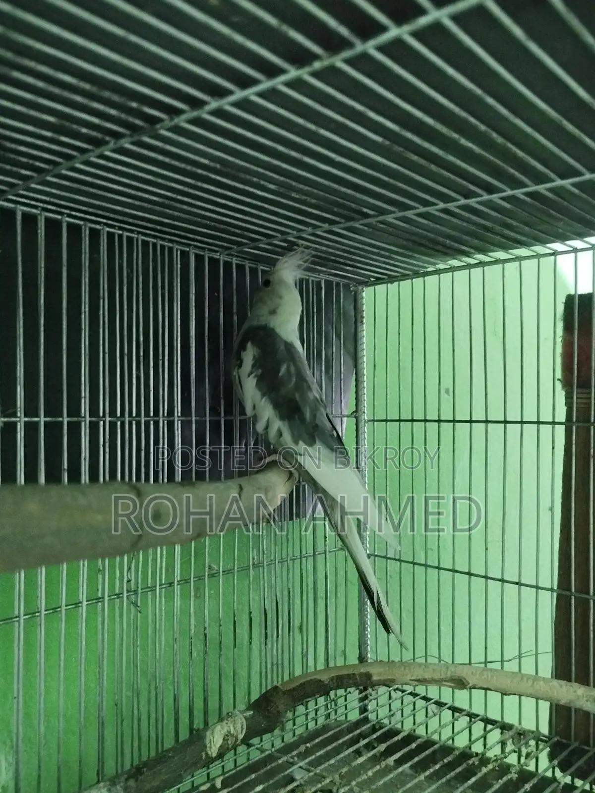 Cocktail Bird