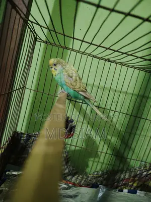 বাজিগার পাখি