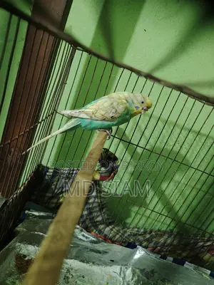 Budgerigar Bird