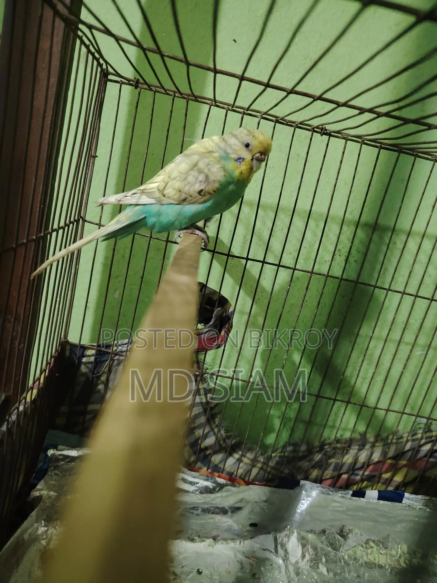 Budgerigar Bird