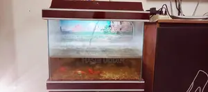 Aquarium for sale with 4 fish and stand
