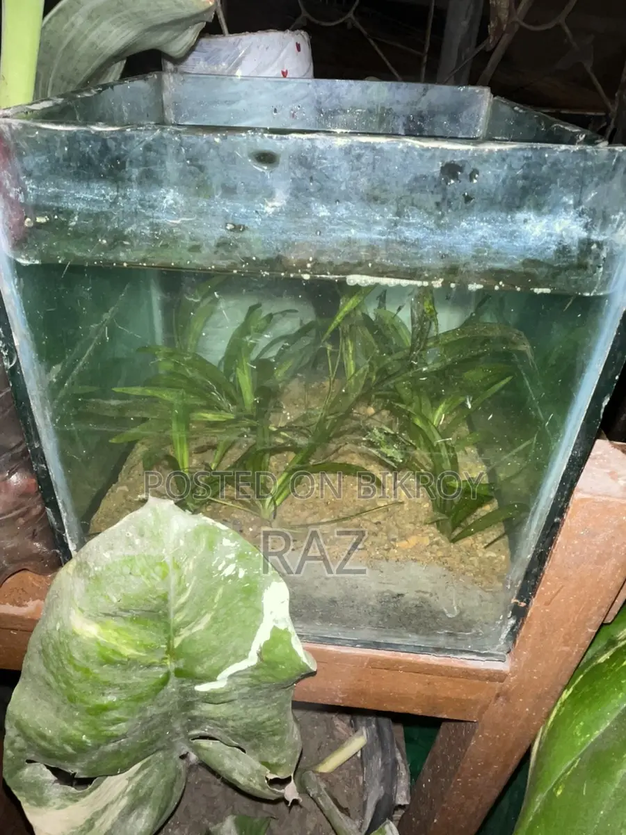 Planted Aquirium Setup