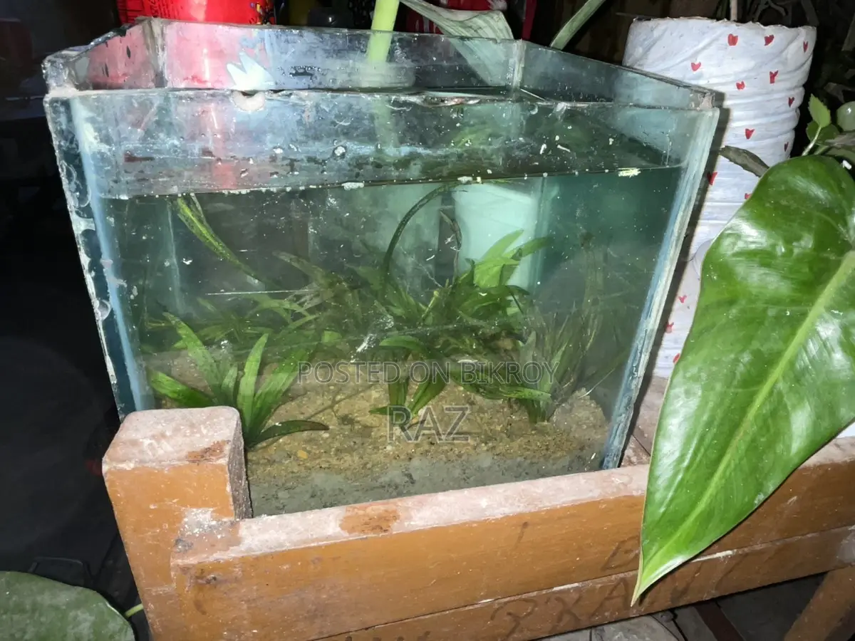 Planted Aquirium Setup