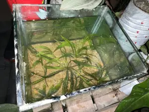 Planted Aquirium Setup