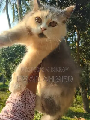 Traditional persian female