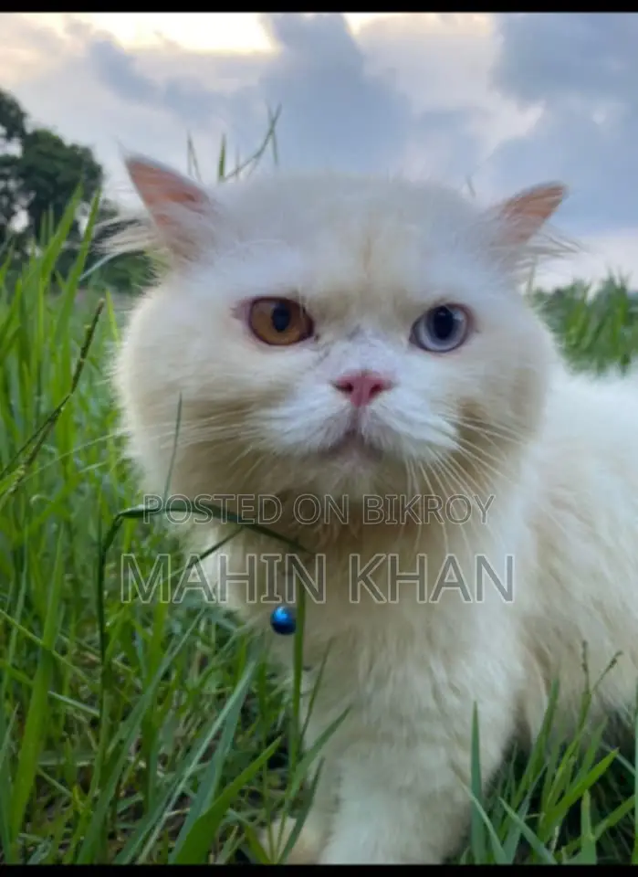 Original Persian Cat