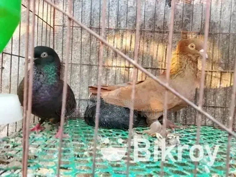 Pigeons