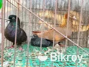 Pigeons