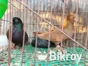 Pigeons
