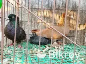 Pigeons