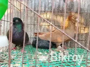 Pigeons