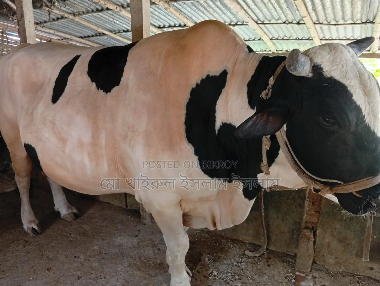 High-Quality Cow for Sale - Hunter, 20 Mon
