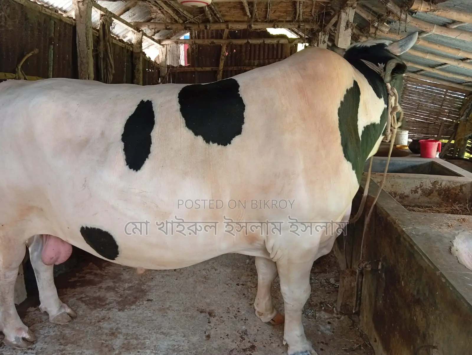 High-Quality Cow for Sale - Hunter, 20 Mon