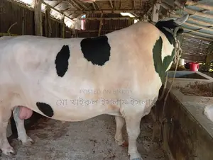 High-Quality Cow for Sale - Hunter, 20 Mon