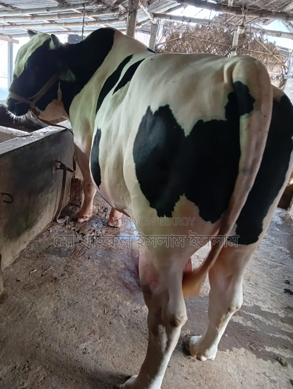 High-Quality Cow for Sale - Hunter, 20 Mon