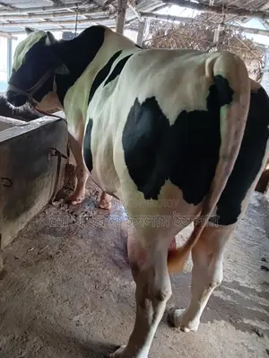 High-Quality Cow for Sale - Hunter, 20 Mon