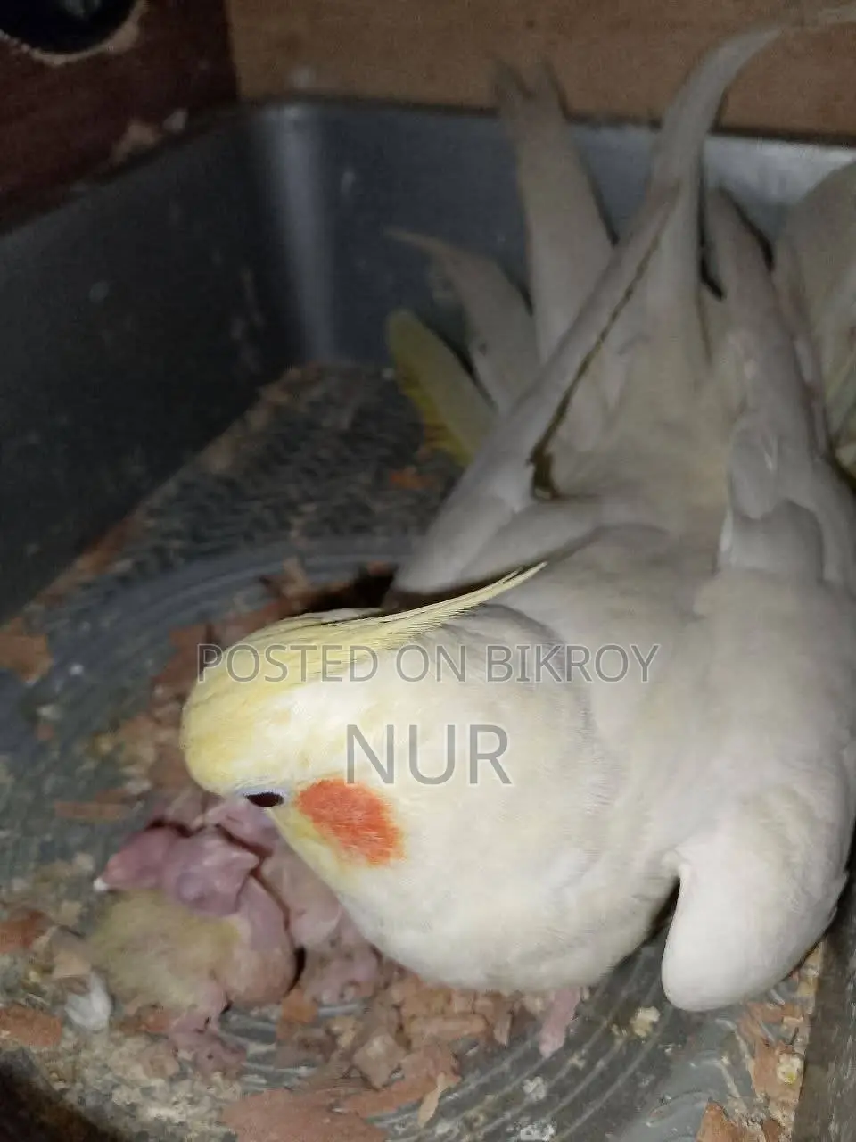 Running Cockatiel Pair