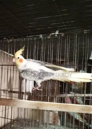 Running Cockatiel Pair